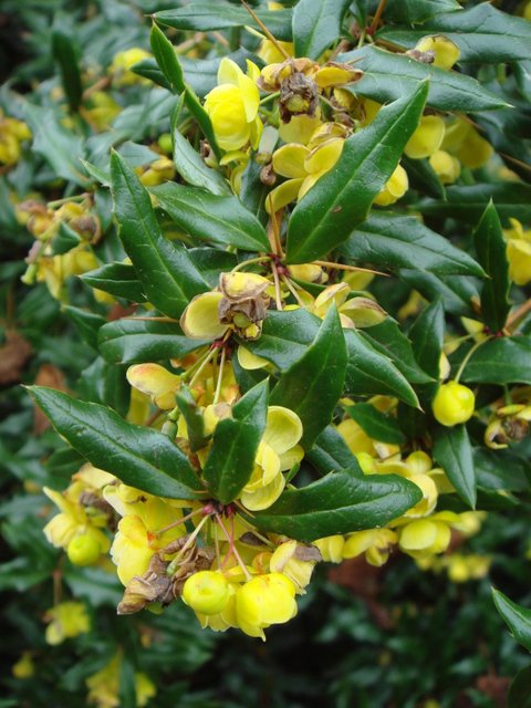 Berberis x 'Chenaultii' fleur